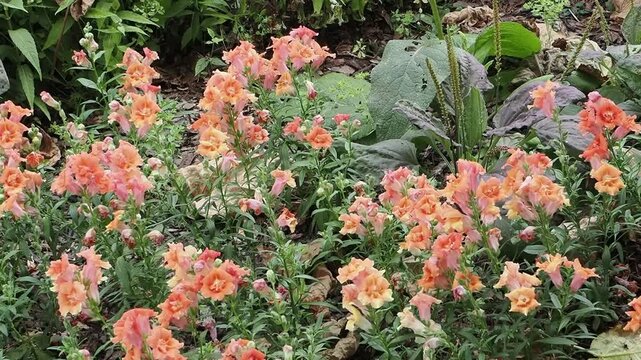Antirrhinum majus 'Sweet Duet Peach' a summer autumn fall flowering plant with an orange  double summertime flower commonly known as snapdragon, gardening stock video footage clip
