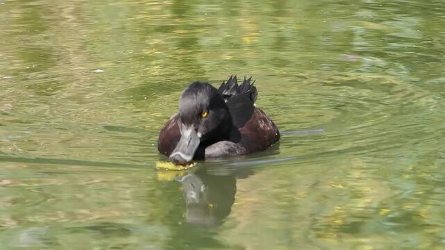 New Zealand scaup (Aythya novaeseelandiae) commonly known as a black teal, a native diving duck species swimming in a freshwater habitat, birds stock video footage clip