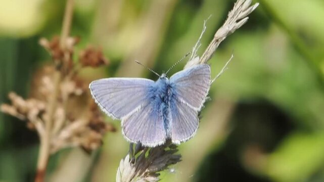 Common Blue Butterfly (Polyommatus icarus) with its wings outstretched which is a spring summer flying insect, butterflies stock video footage clip