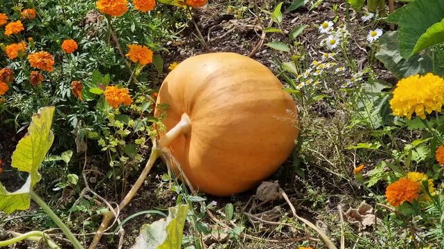 Cucurbita maxima 'Dill's Atlantic Giant' a large orange winter vegetable squash, allotment  gardening stock video footage clip