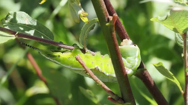 Macro close-up video of a vibrant green Puss moth caterpillar (Cerura vinula) resting on a branch, showing detailed spiracles and unique tail appendages, insect and wildlife stock footage clip