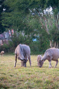 Domesticated water buffalo commonly known as the carabao (Bubalus bubalis) is grazing in a meadow. It lowers its head to feed on the grass in the open field.