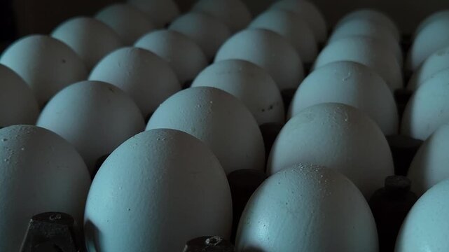 Uniform Grid Layout of White Chicken Eggs Standing Vertically Inside a Large Stacking Holder, Highlighted by Steady Natural Illumination to Represent Commercial Poultry Wholesale Supply
