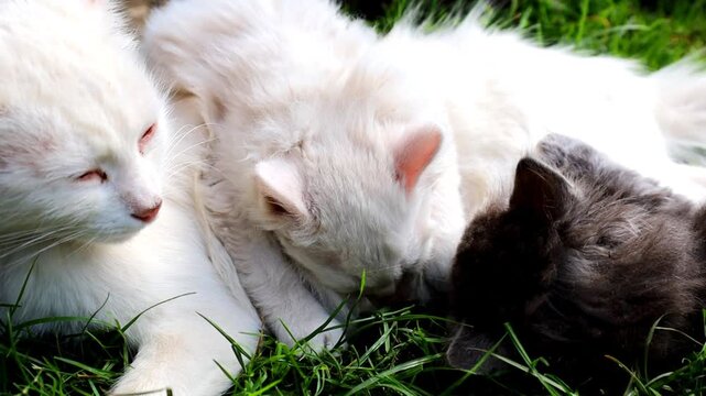 This close-up video shows a white mother cat resting gently on lush green grass alongside her small kittens. The fluffy babies nestle comfortably against their mother, creating a heartwarming and ador