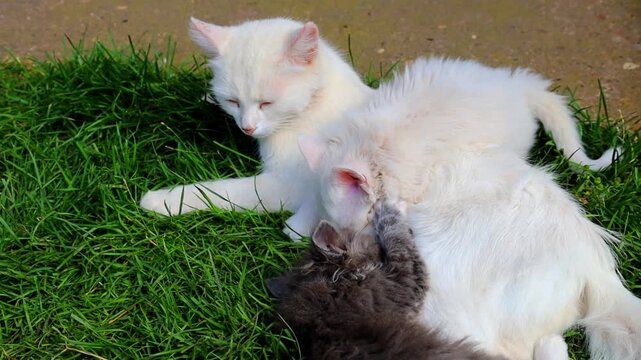 This video shows a white mother cat lying on green grass and nursing her small kittens with milk. The babies cozy up to their mother while another kitten nearby watches this tender family moment in a 