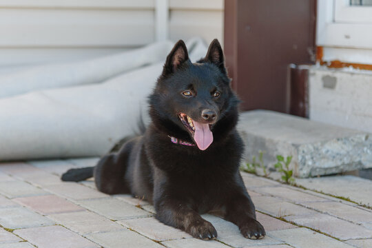 black schipperke dog lying and resting near house in sunny summer day, dogwalking concept
