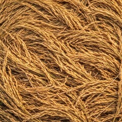 Fototapeta premium Golden Harvest Rice Paddy Grains Background Texture