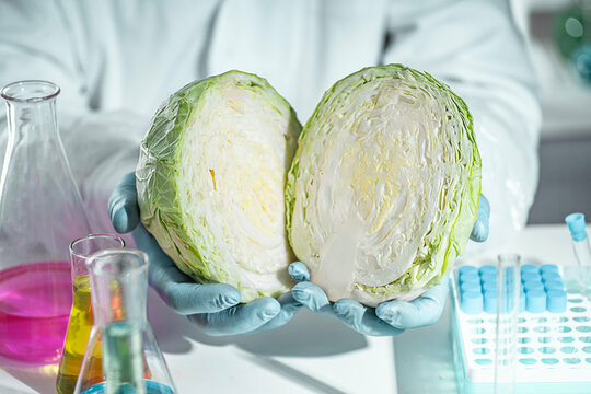 Cabbage, laboratory, scientific food analysis with gloved hands testing vegetable composition for quality control, GMO screening and artificially grown product checks.