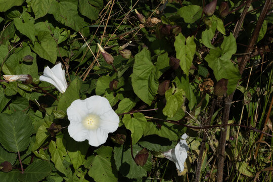 Hedge bindweed flowers blooming among green foliage, Calystegia sepium climbing vine