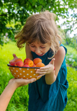 Apricot harvest in hands. Selective focus.