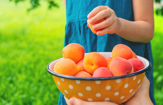 Apricot harvest in hands. Selective focus.