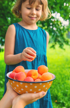 Apricot harvest in hands. Selective focus.