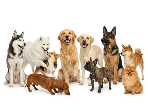 Large multi breed canine collection. Group of popular dog breeds. For pet care, veterinary services, animal adoption, dog breed education, pet products