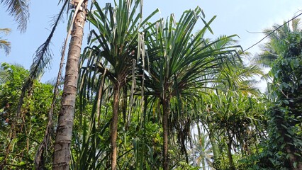 palm trees in the wind © Gagu