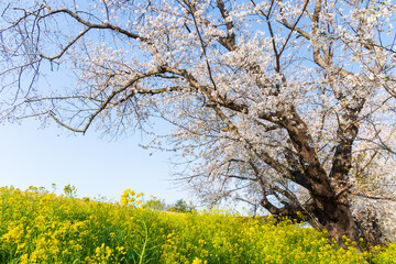 Fototapeta premium 日本の風景・春 さくら名所100選 埼玉 熊谷桜堤