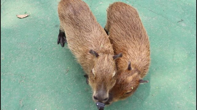 Twp capybaras is sniffing and and kissing the camera tripod at Jakarta Interactive Zoo - August 20th 2026
