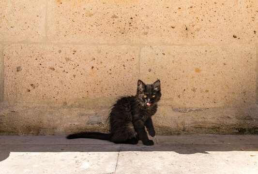 Black cat grooming outdoors. Concept of animal hygiene, self care, instinct and everyday feline behavior.
