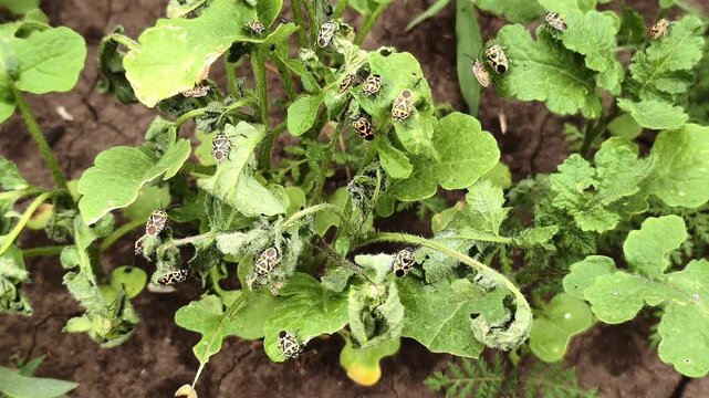 Numerous insect pests feed on and damage green mustard leaves in a rural garden.