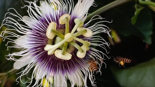 A close-up macro shot of hardworking honey bees busy collecting nectar and pollinating a vibrant passion fruit flower (Passiflora edulis).