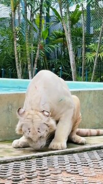 White Tiger Sitting Near Pool Vocalizing and Making Friendly Sounds