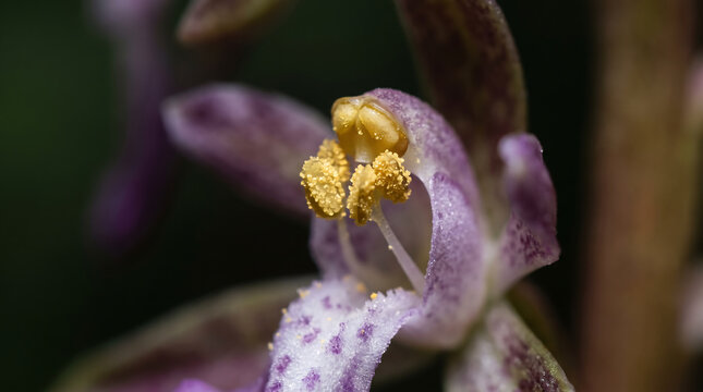 Macro Purple Flower Close Up with Detailed Yellow Pollen and Spotted Petals in Natural Environment