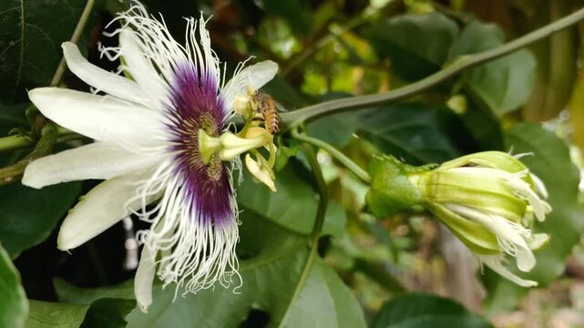 A side view macro shot of hardworking honey bees busy collecting nectar and pollinating a vibrant passion fruit flower (Passiflora edulis). 
