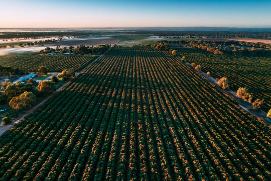 Aerial View of Vast Agricultural Crop Rows at Sunrise