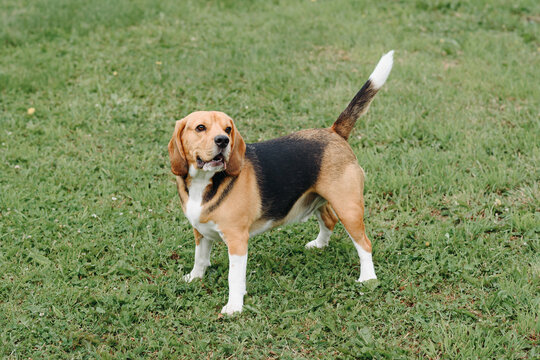young cute black red and white beagle dog standing on green lawn outdoors in sunny summer day, scent hound, foxhound, hunting dog, dogwalking concept