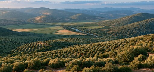 Naklejka premium A tranquil valley in Central Israel with olive groves and farmland illuminated by warm golden hour sunlight.