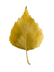 Single vibrant yellow birch autumn leaf showing detailed veins and stem isolated on transparent © Rodion