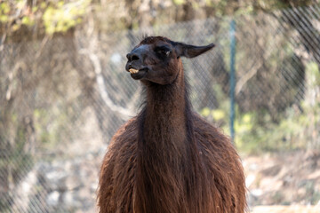 Brown llama with furry wool coat showing front teeth and curious expression at animal park © Sunlight