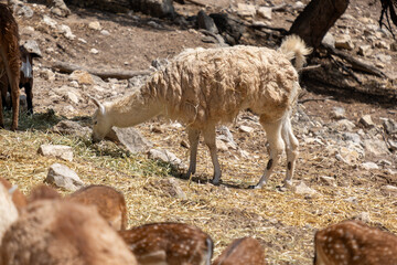 Llama grazing hay with other animals in a dry, rocky outdoor zoo environment on a sunny day © Sunlight