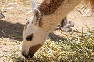Llama grazing on dry grass, close up of an animal feeding on hay, focusing on head and neck © Sunlight