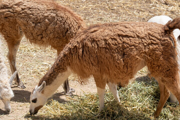 Llama grazing on dry grass, eating hay on a farm, displaying its woolly coat and long neck © Sunlight