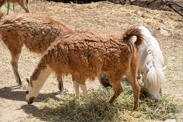 Llama and white pony grazing together on dry hay in a rustic sunlit farm field, side view full length, warm rural scene © Sunlight