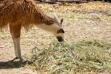 Llama eating dry grass and hay on dusty ground outdoors, a domesticated camelid grazing for nourishment © Sunlight