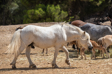Naklejka premium White horse walking in a dry field among other farm animals and deer fawns, rural life concept