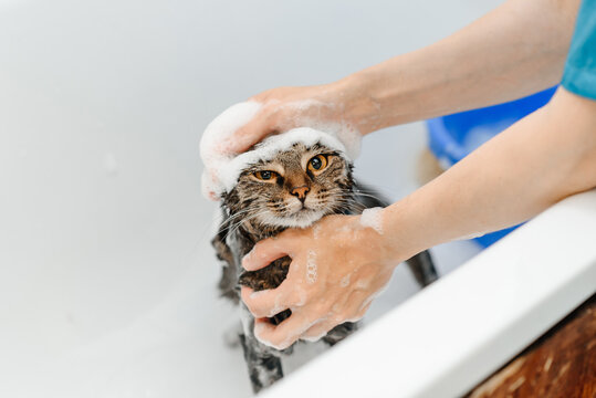 smoky cat washing in white bath by veterinarian or groomer with shower, foam and water