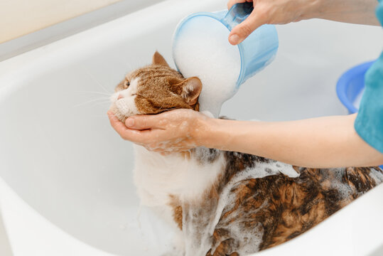 three-haired britain cat washing in white bath by veterinarian or groomer with shower, foam and water