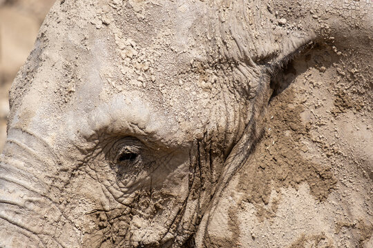 Elephant with rough, wrinkled skin covered in protective dry mud, preventing sunburn and insect bites during a hot day