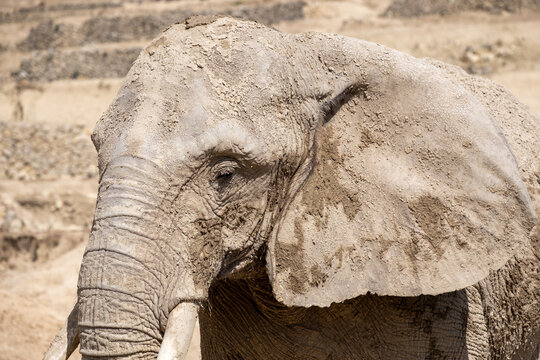 African elephant covering skin with mud for protection in hot savanna environment, wildlife conservation
