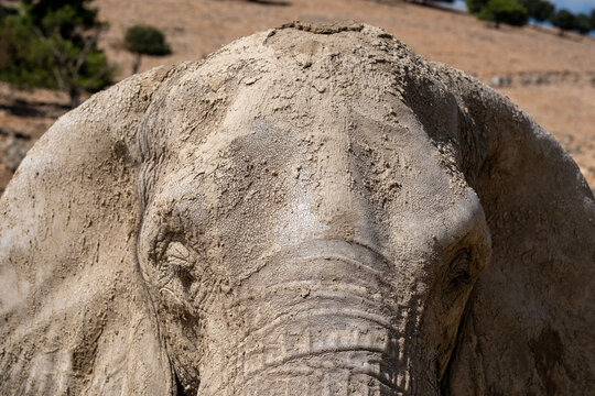 African elephant covering body with protective mud, showing textured skin and natural camouflage in wilderness