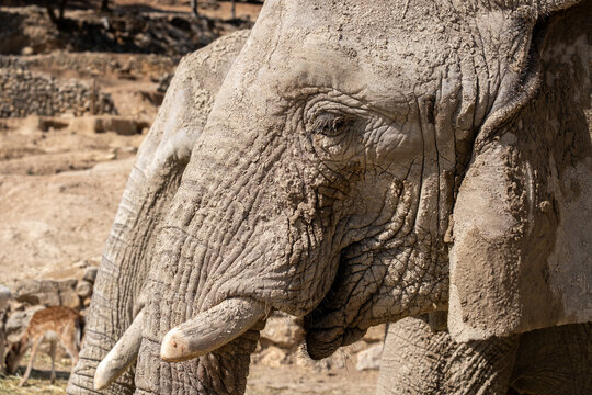 Elephant head in profile covered in mud with wrinkled skin, showing tusks and large ear outdoors