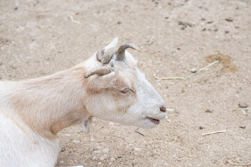 Polycerate goat with four horns resting on dry ground, showing unique genetics and animal diversity