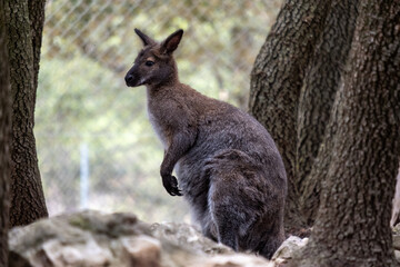 Wallaby standing alert in natural habitat, observing surrounding environment among tree trunks and rocks © Sunlight