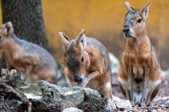 Patagonian maras engaging in natural behaviors, with one grooming, another standing alert, and a third in the background