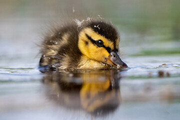 Fluffy duckling enjoys a peaceful spring swim © tan4ikk