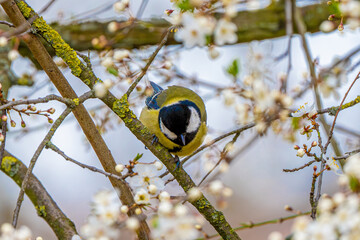 Titmouse Is Sitting On Branch © tan4ikk