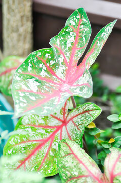 Caladium, Caladium Bicolor Vent or Caladium bicolor and rain droplet