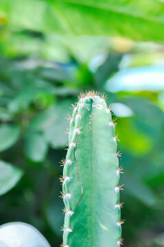 cactus , Fairytale castle or Cereus peruvianus